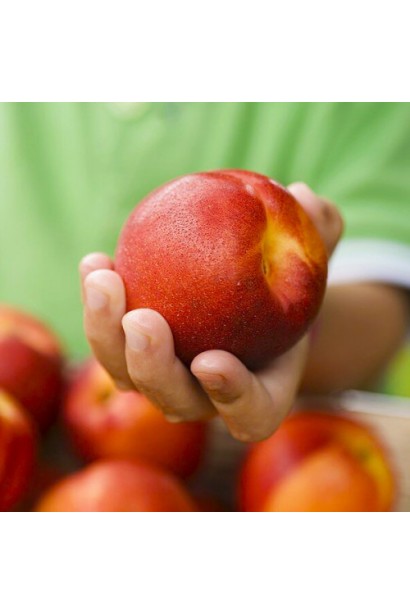 Нектарин колоновидний ‘Містер Персі’